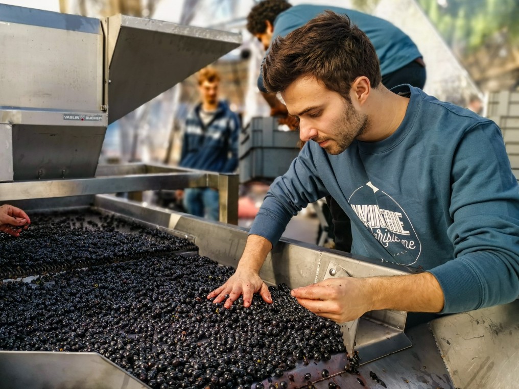 Grapes handling on the first floor of the Eiffel Tower